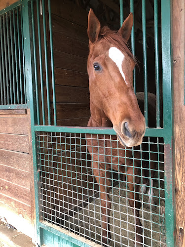 Equine Sports Massage